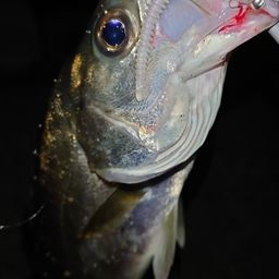 セイゴ(マルスズキ)