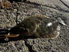 ヒラメの釣果