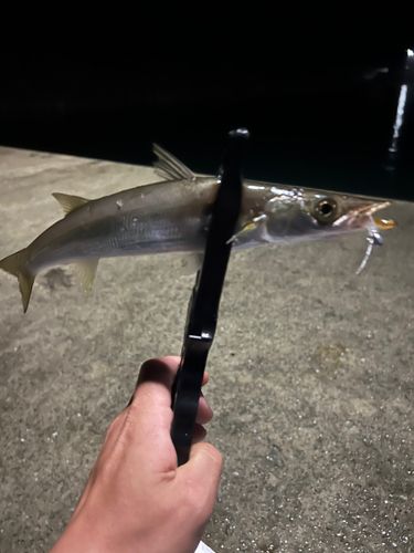 アカカマスの釣果