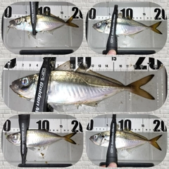 アジの釣果