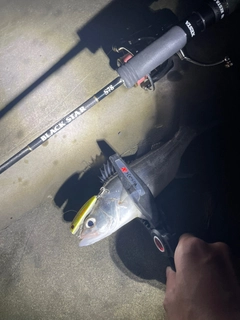 セイゴ（マルスズキ）の釣果