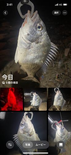 キビレの釣果