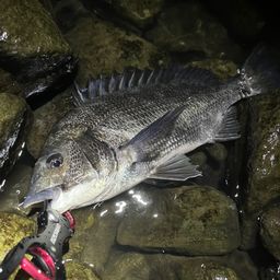 クロダイ