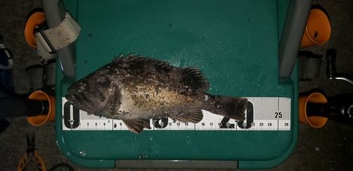 クロソイの釣果