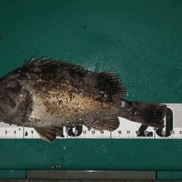 クロソイ