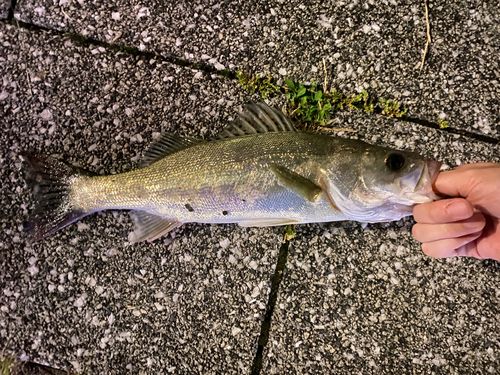 セイゴ（マルスズキ）の釣果