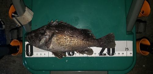 クロソイの釣果