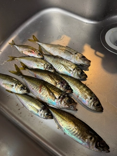 アジの釣果