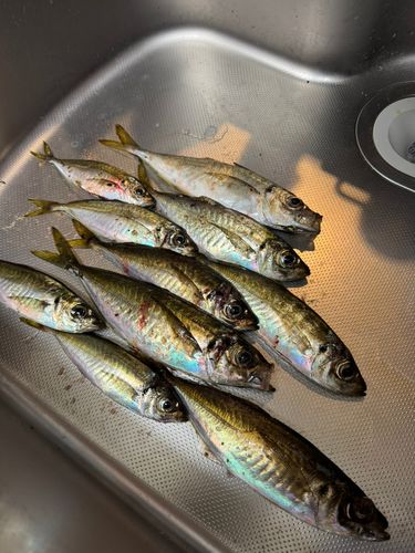 アジの釣果