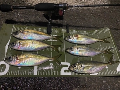 アジの釣果