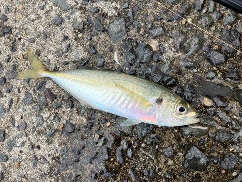 マアジの釣果