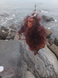 アカハタの釣果