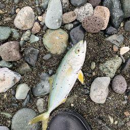 ワカシ