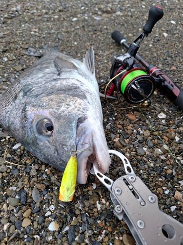 チヌの釣果