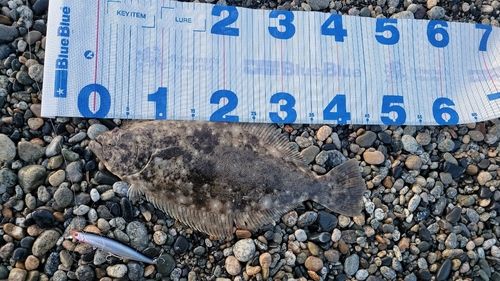 ヒラメの釣果