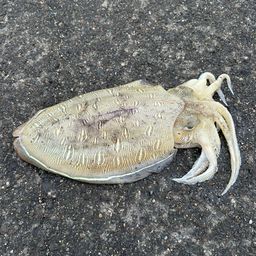 モンゴウイカ