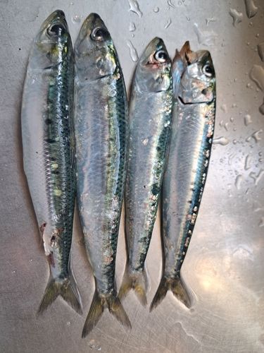 マイワシの釣果