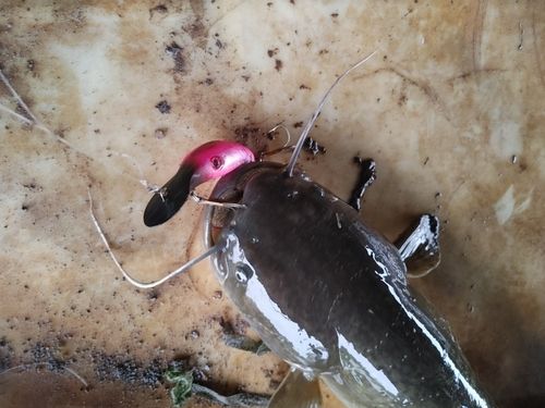 ナマズの釣果