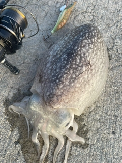 シリヤケイカの釣果