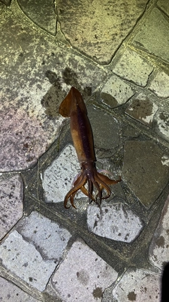 イカの釣果