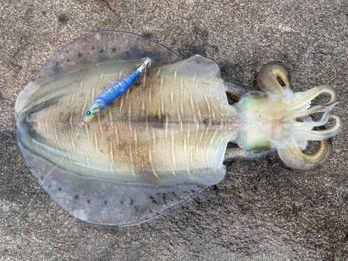 アオリイカの釣果