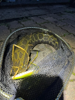 カムルチーの釣果