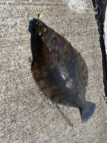 クロガシラガレイの釣果