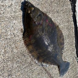 クロガシラガレイ