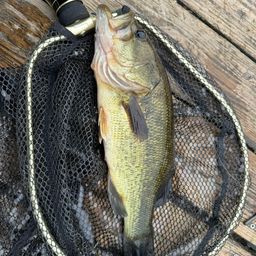 ラージマウスバス