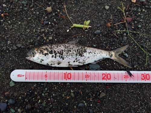 コノシロの釣果