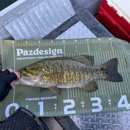 スモールマウスバス