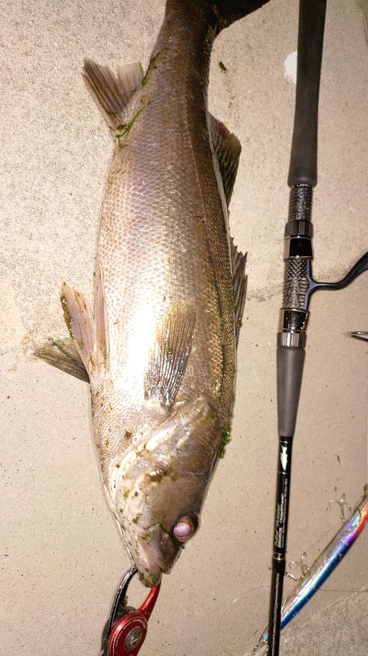 フッコ（マルスズキ）