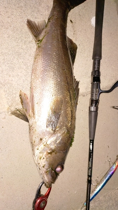 フッコ（マルスズキ）の釣果
