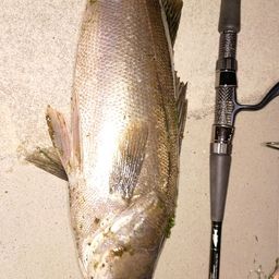 フッコ（マルスズキ）