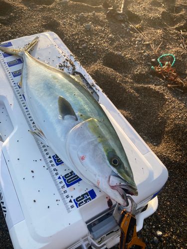 イナダの釣果