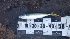 マサバの釣果