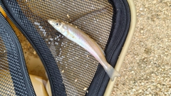 キスの釣果
