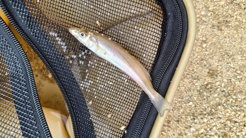 キスの釣果