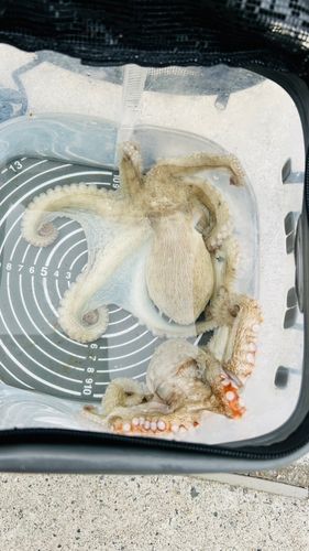 タコの釣果