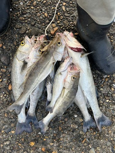 シーバスの釣果