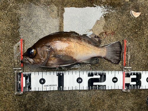 メバルの釣果