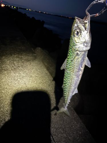 イナダの釣果