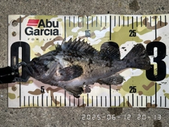 クロソイの釣果