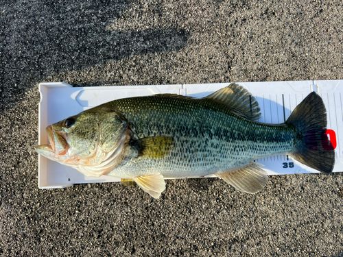 ラージマウスバスの釣果