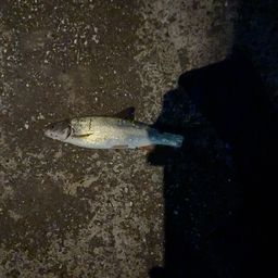 ウグイ