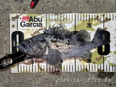 クロソイの釣果