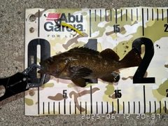 エゾメバルの釣果