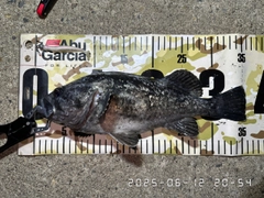 クロソイの釣果