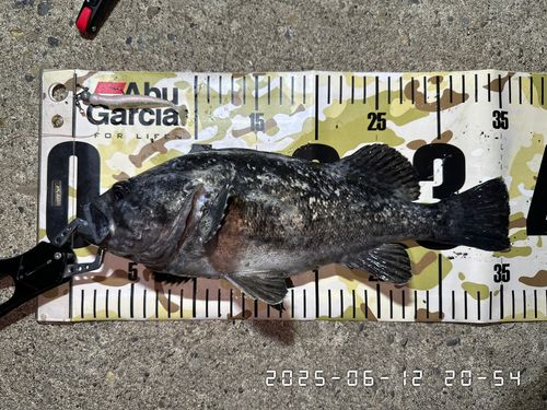 クロソイの釣果