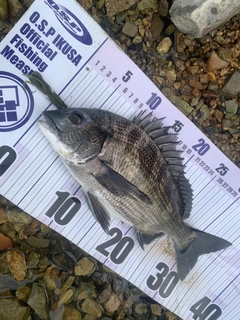 チヌの釣果